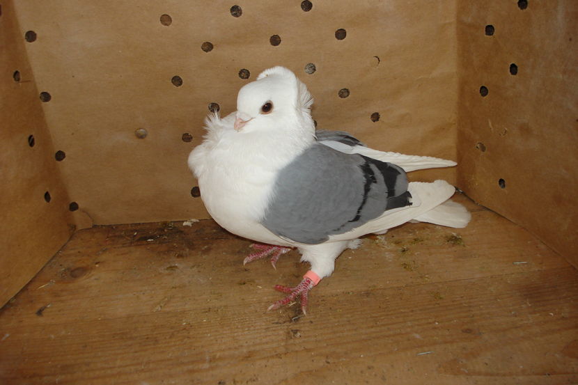 15- 499 f craiova podari