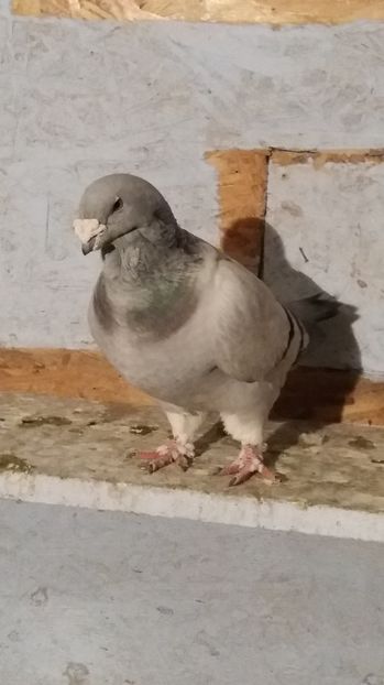  - Barbati albastru de azur