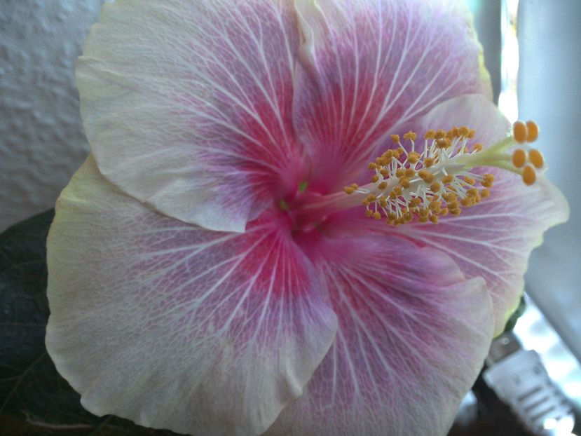 Barry Schlueter - 0Hibiscus in colectie infloriti