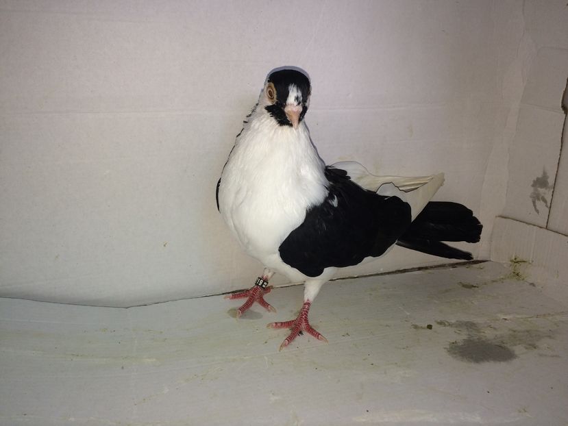 12219  femelă  2016