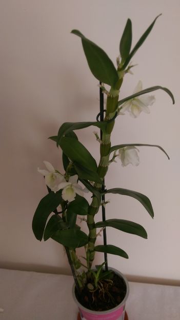 IMAG2909; Orchidee dendrobium.
