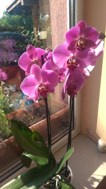 IMAG2788 - Orchidee