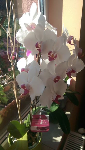 IMAG2784 - Orchidee