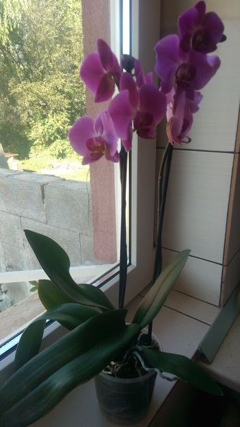 IMAG2782 - Orchidee
