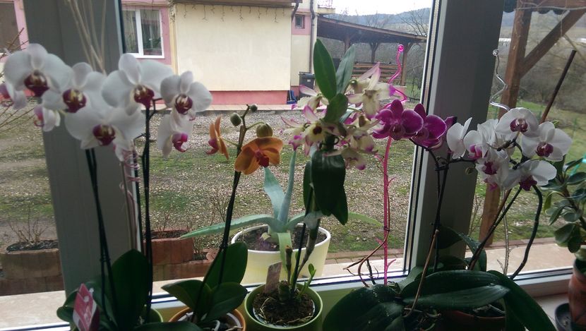 IMAG1549 - Orchidee