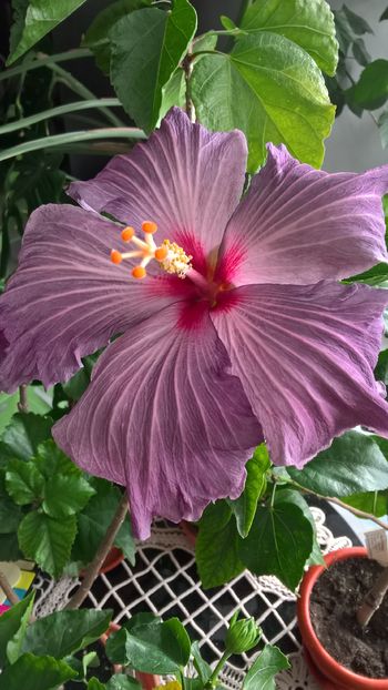  - Hibiscus Tahitian Purple Sovereign