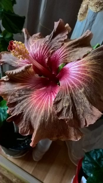  - Hibiscus Tahitian Burning Sands