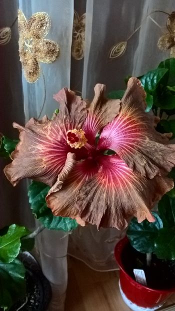  - Hibiscus Tahitian Burning Sands