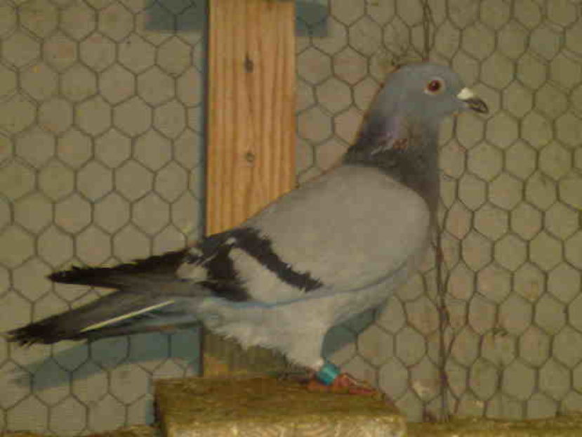 134-femela-vandut