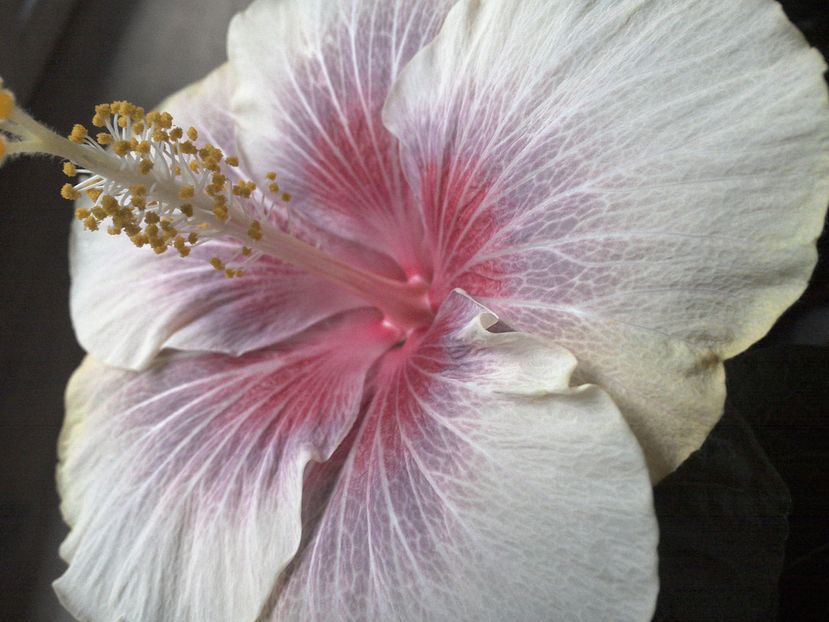 WIN_20161116_083916 - 02Hibiscus