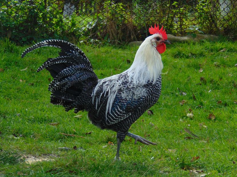 gaini brakel argintiu