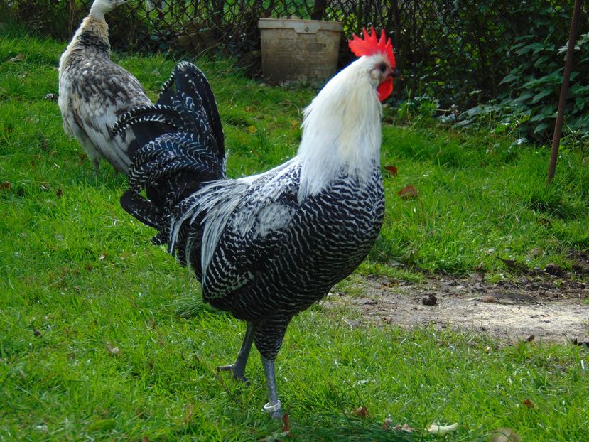 gaini brakel argintiu