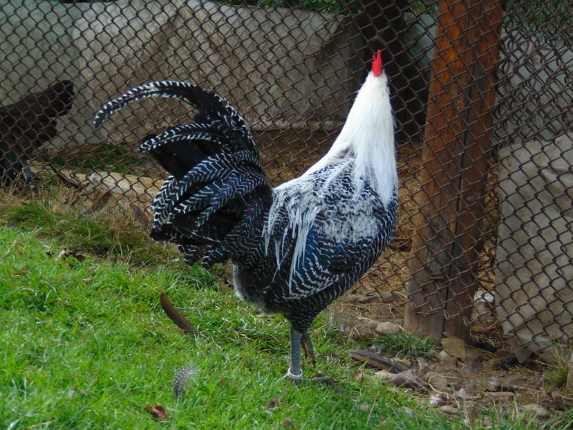 gaini brakel argintiu