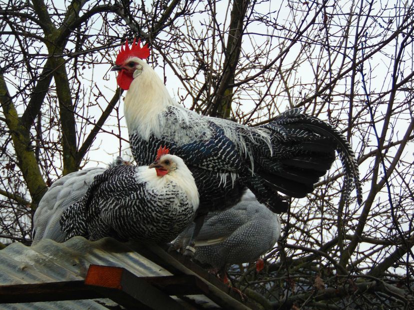 gaini brakel argintiu