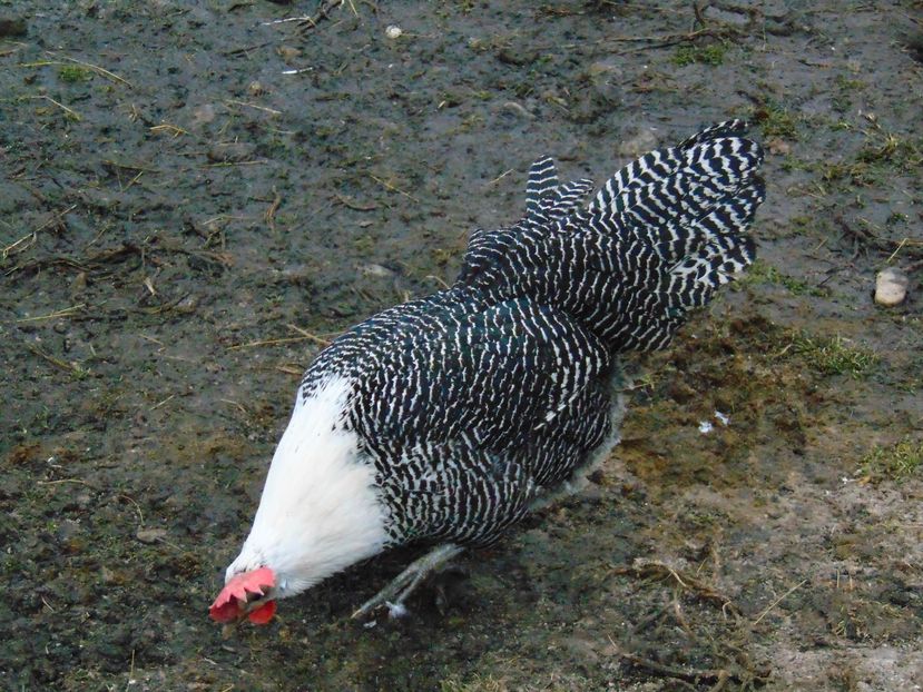 gaini brakel argintiu - Brakel argintiu