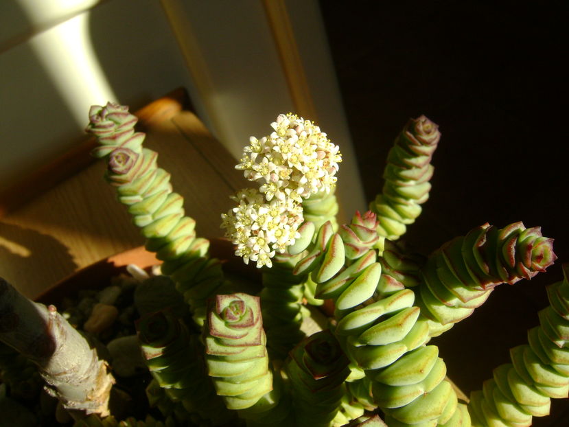 Crassula marnieriana; noiembrie 2016
