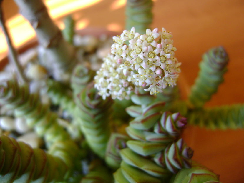 Crassula marnieriana; noiembrie 2016
