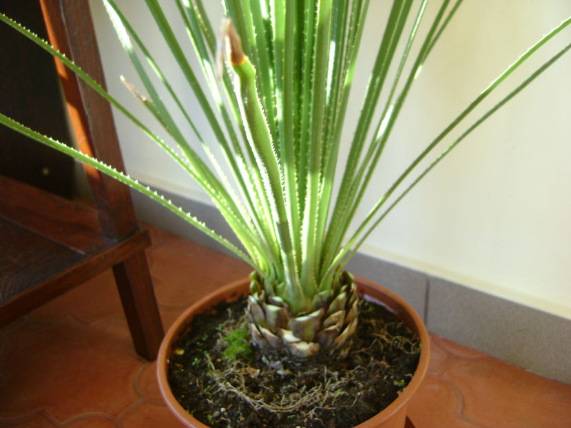 Dasylirion serratifolium, detaliu; Iarba mexicana sau Iarba motata
