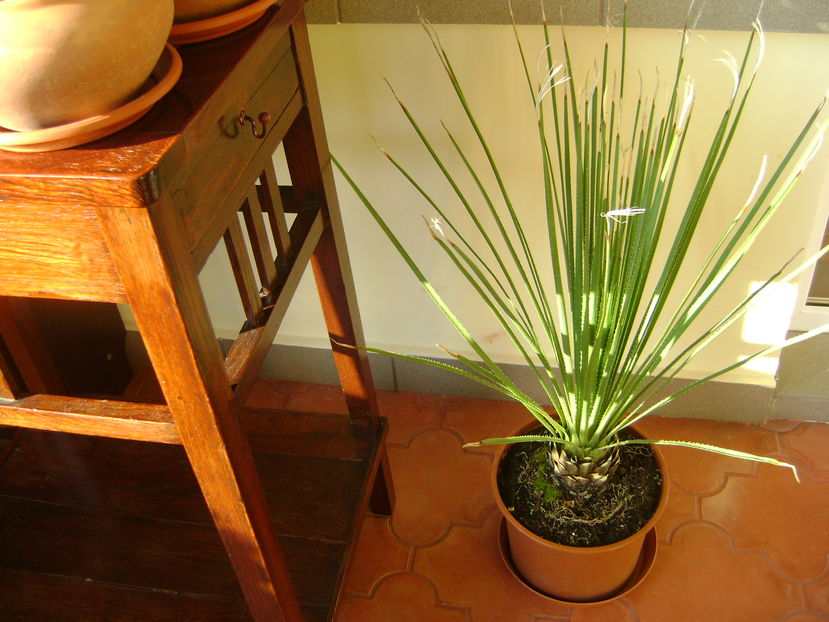 Dasylirion serratifolium; Iarba mexicana sau Iarba motata
