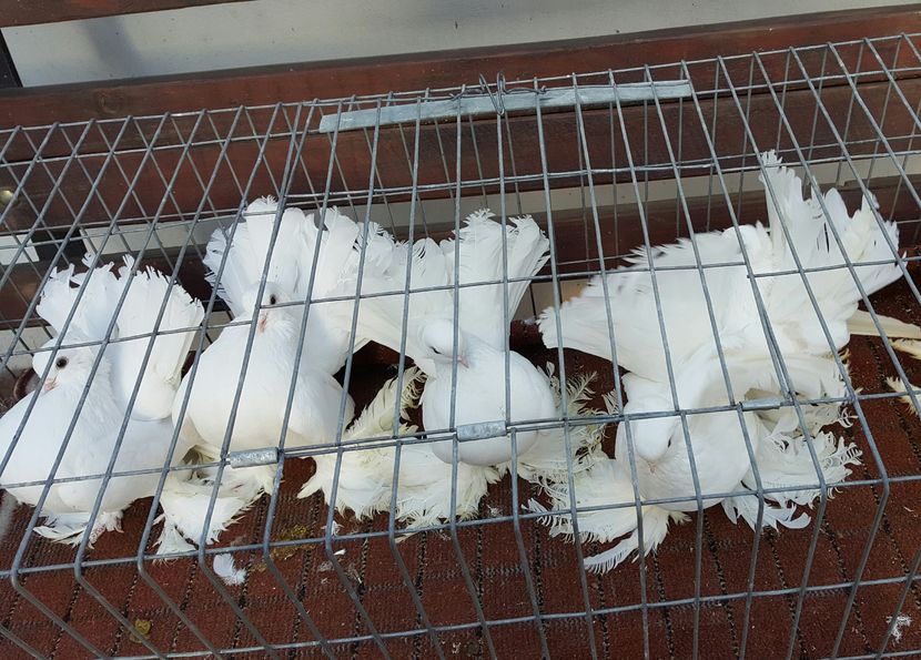 Matca-2017 - PORUMBEI VANDUTI 2018