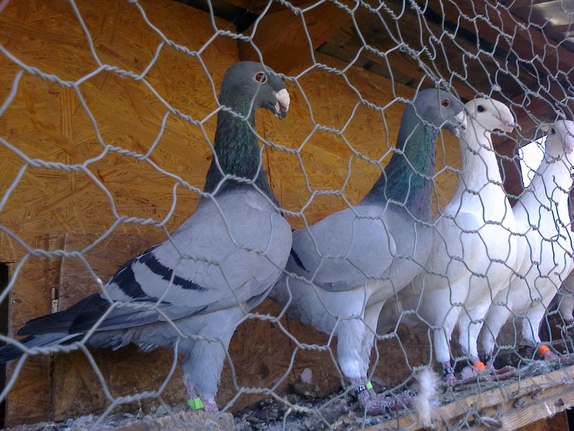 Fotografie10315 - GERMANI GALBENI SI ALBI