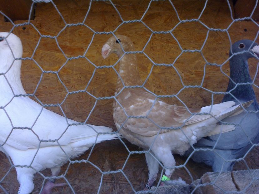 Fotografie10316 - GERMANI GALBENI SI ALBI