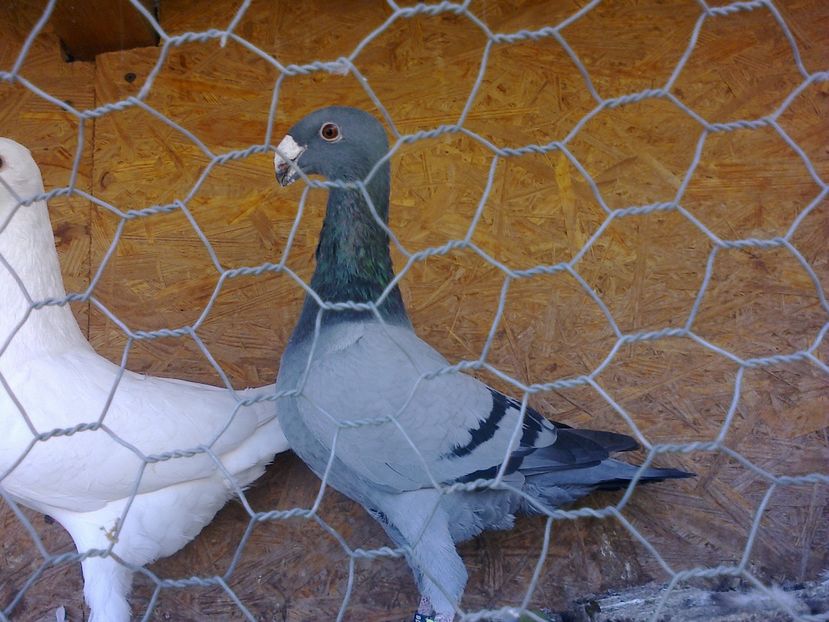 Fotografie10317 - GERMANI GALBENI SI ALBI