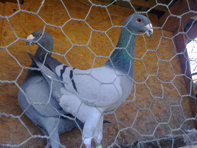 Fotografie10319 - GERMANI GALBENI SI ALBI