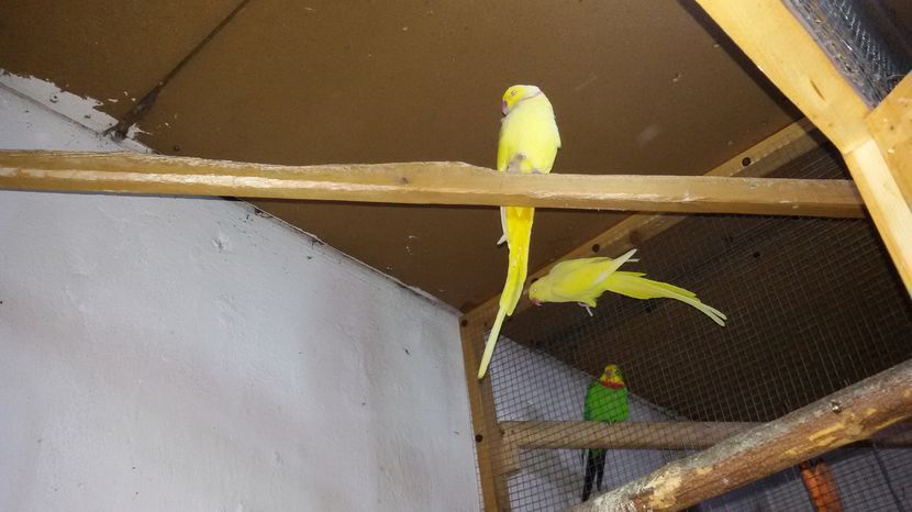  - PAPAGAL MICUL ALEXANDER