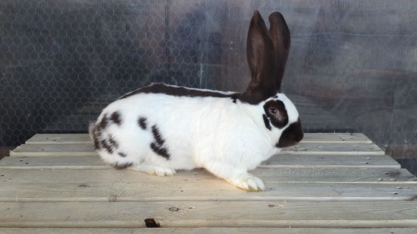 9 luni /6 kg