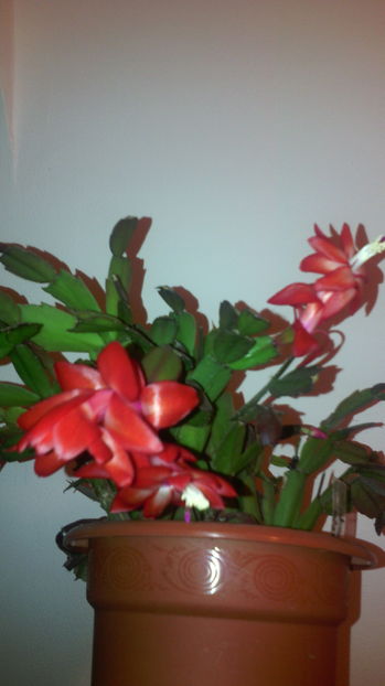  - Schlumbergera 2014-2020