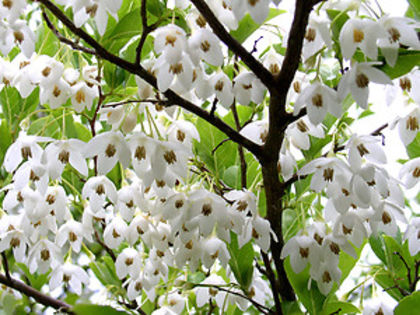 styrax japonica - Noutati 2016