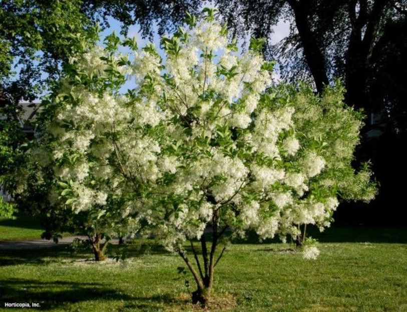 chionanthus virginicus - Noutati 2016