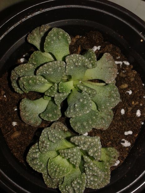 Titanopsis calcarea 15.11.2016 - Titanopsis