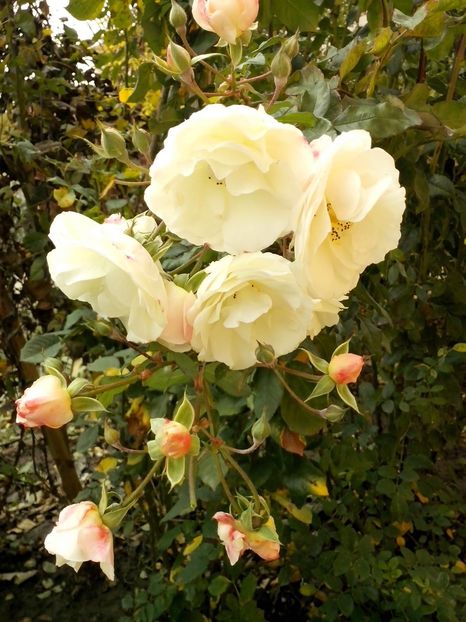 15025642_1071639499649210_4305314231529396638_o - 0 TRANDAFIRI 2016