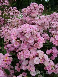 Heavenly Pink 120 - 00 Achizitii trandafiri toamna 2016