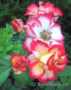 Betty Boop 150 - 00 Achizitii trandafiri toamna 2016