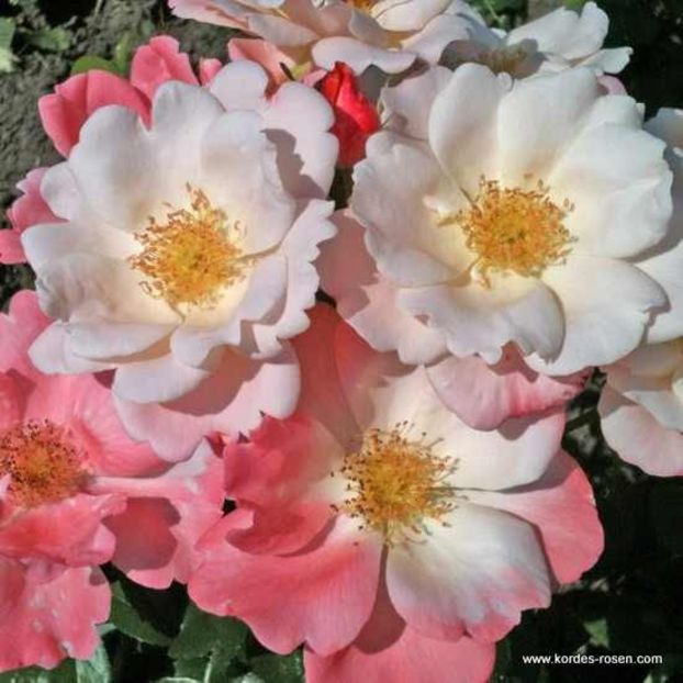 roseromantic 150 - 00 Achizitii trandafiri toamna 2016
