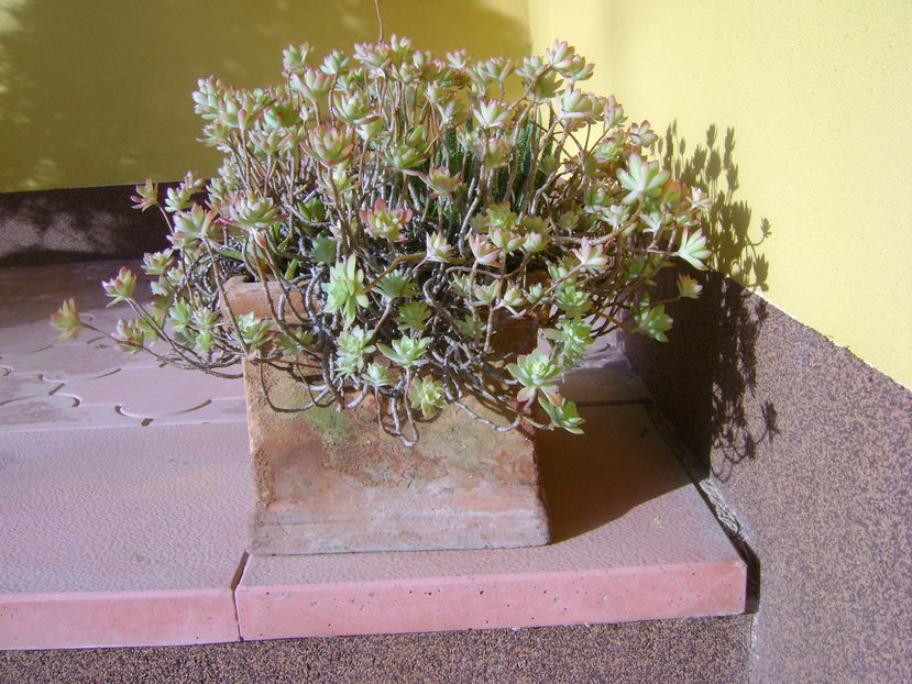 Mijloc de noiembrie in curte - Toamna 2016-2017