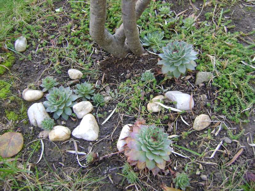 Mijloc de noiembrie in curte - Toamna 2016-2017