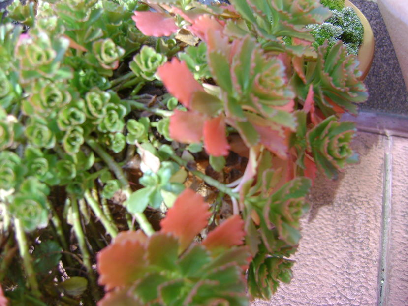 Mijloc de noiembrie in curte - Toamna 2016-2017