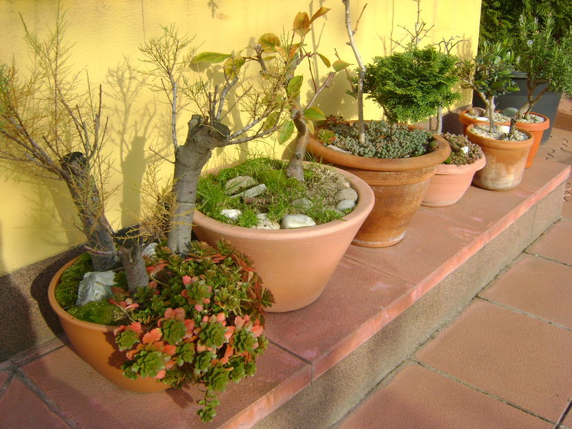 Mijloc de noiembrie in curte - Toamna 2016-2017