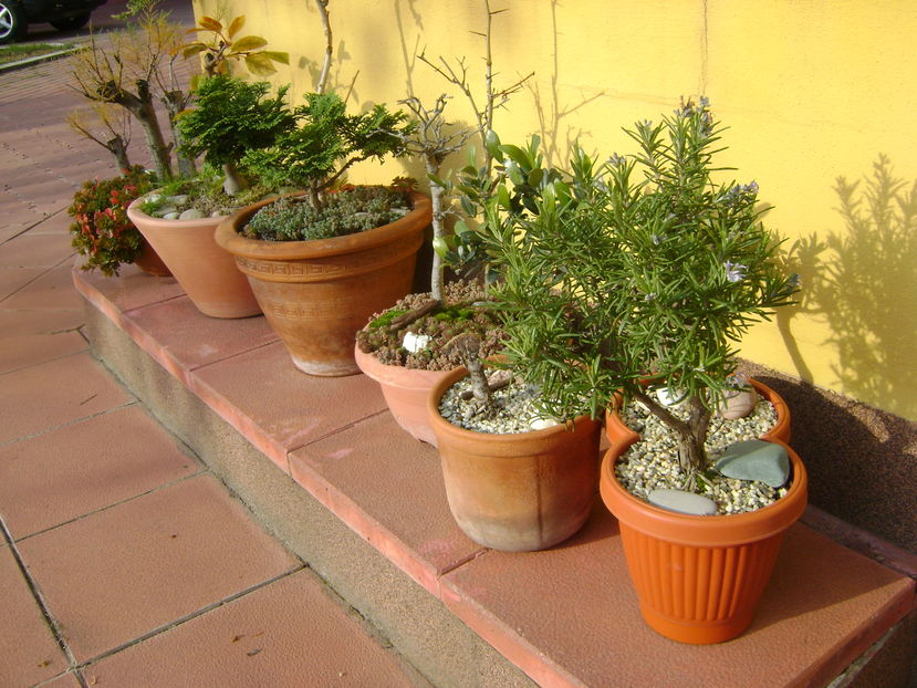 Mijloc de noiembrie in curte - Toamna 2016-2017