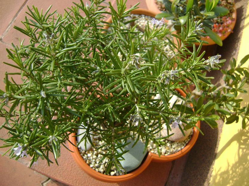 Mijloc de noiembrie in curte - Toamna 2016-2017