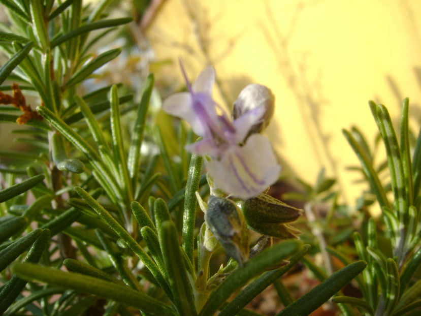 Mijloc de noiembrie in curte - Toamna 2016-2017