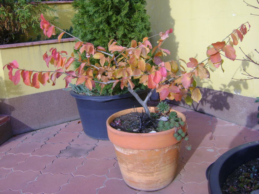 Mijloc de noiembrie in curte - Toamna 2016-2017