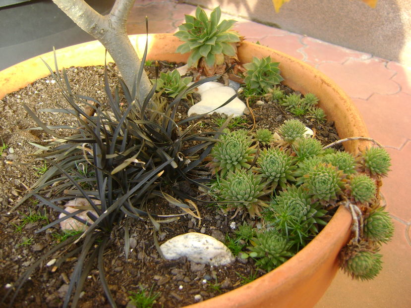 Mijloc de noiembrie in curte - Toamna 2016-2017