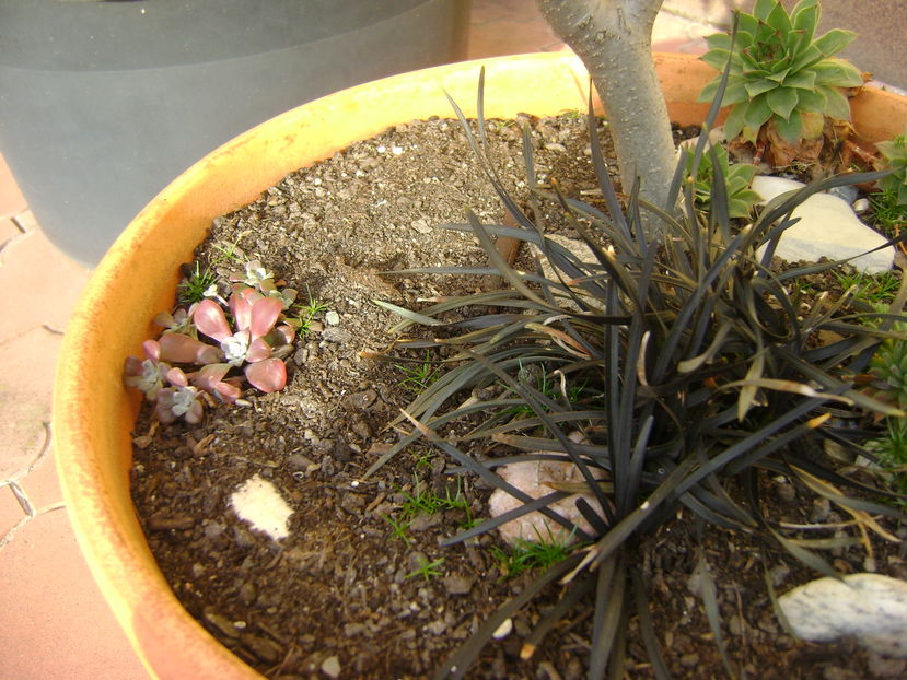 Mijloc de noiembrie in curte - Toamna 2016-2017