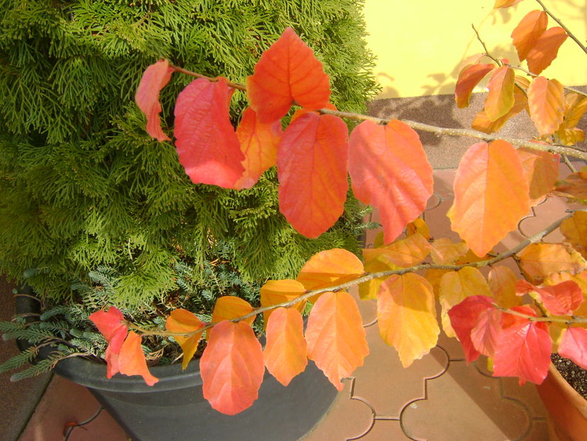 Mijloc de noiembrie in curte - Toamna 2016-2017