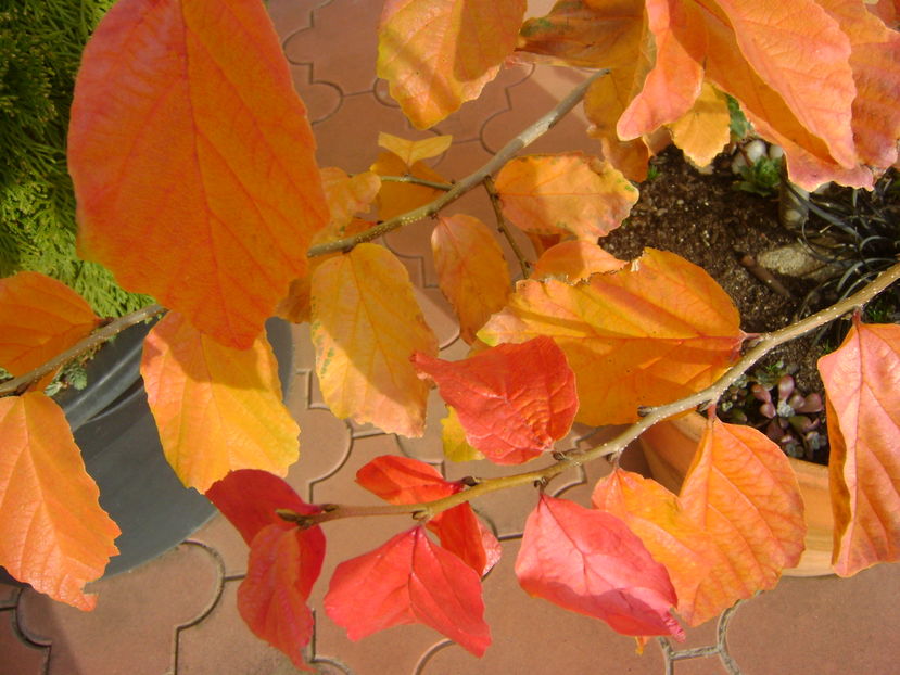 Mijloc de noiembrie in curte - Toamna 2016-2017